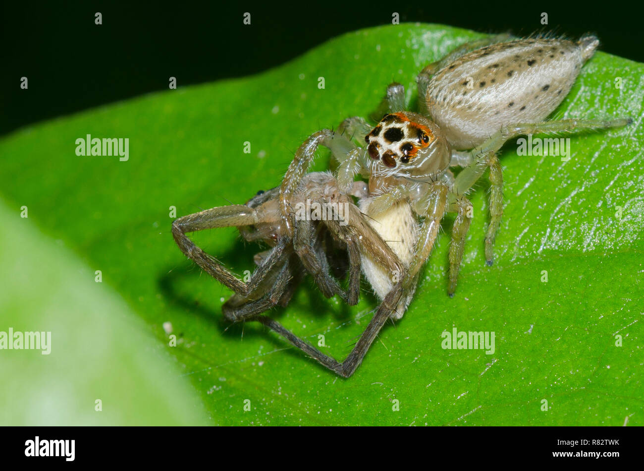 Jumping Spider, Thiodina sp., feeding on captured spider prey Stock Photo