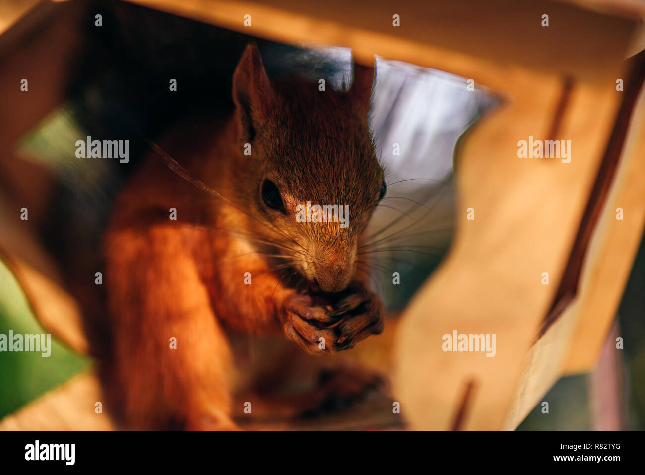 Red squirrel eats nuts in handmade feeder in city park. Stock Photo