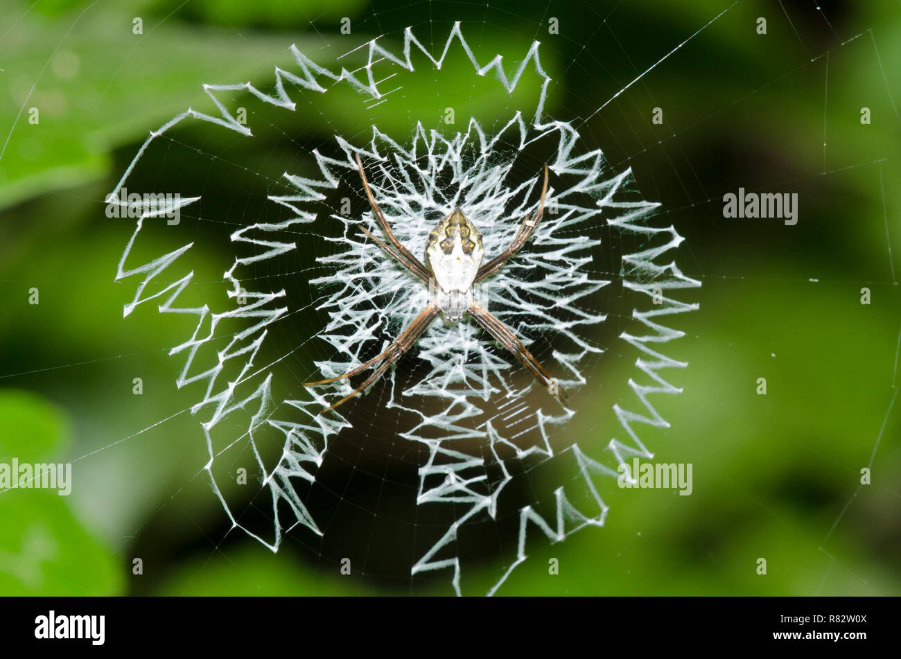 Silver Argiope, Argiope argentata, in web with stabilimentum Stock Photo