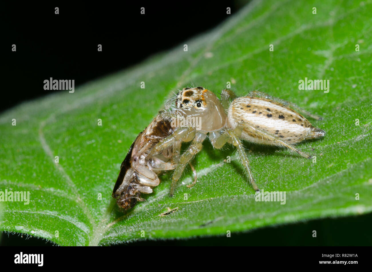 Jumping Spider, Thiodina sp., with prey Stock Photo