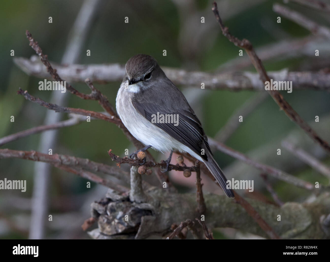 Swamp Flycatcher (Muscicapa aquatica) Stock Photo