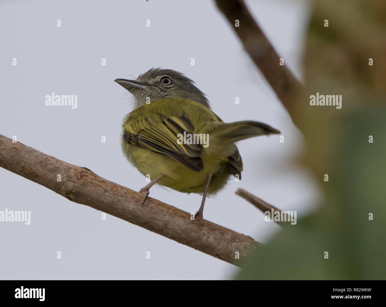 Yellow-olive Flycatcher (Tolmomyias sulphurescens) Stock Photo