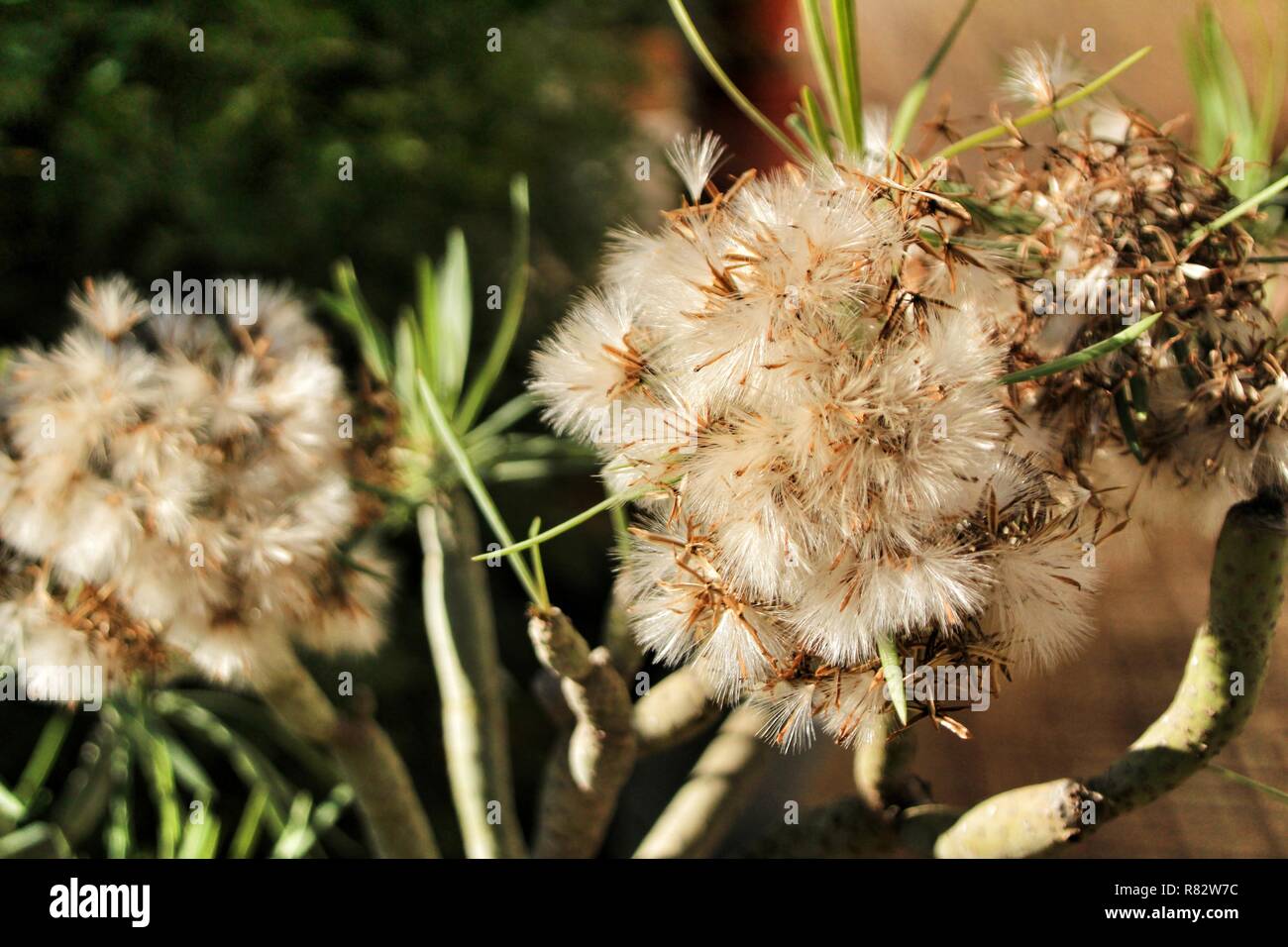 Beautiful Senecio Kleinia plant in the garden under the sun Stock Photo