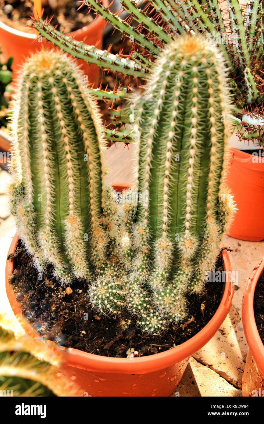 Trichocereus huascha cactus plant in the garden Stock Photo