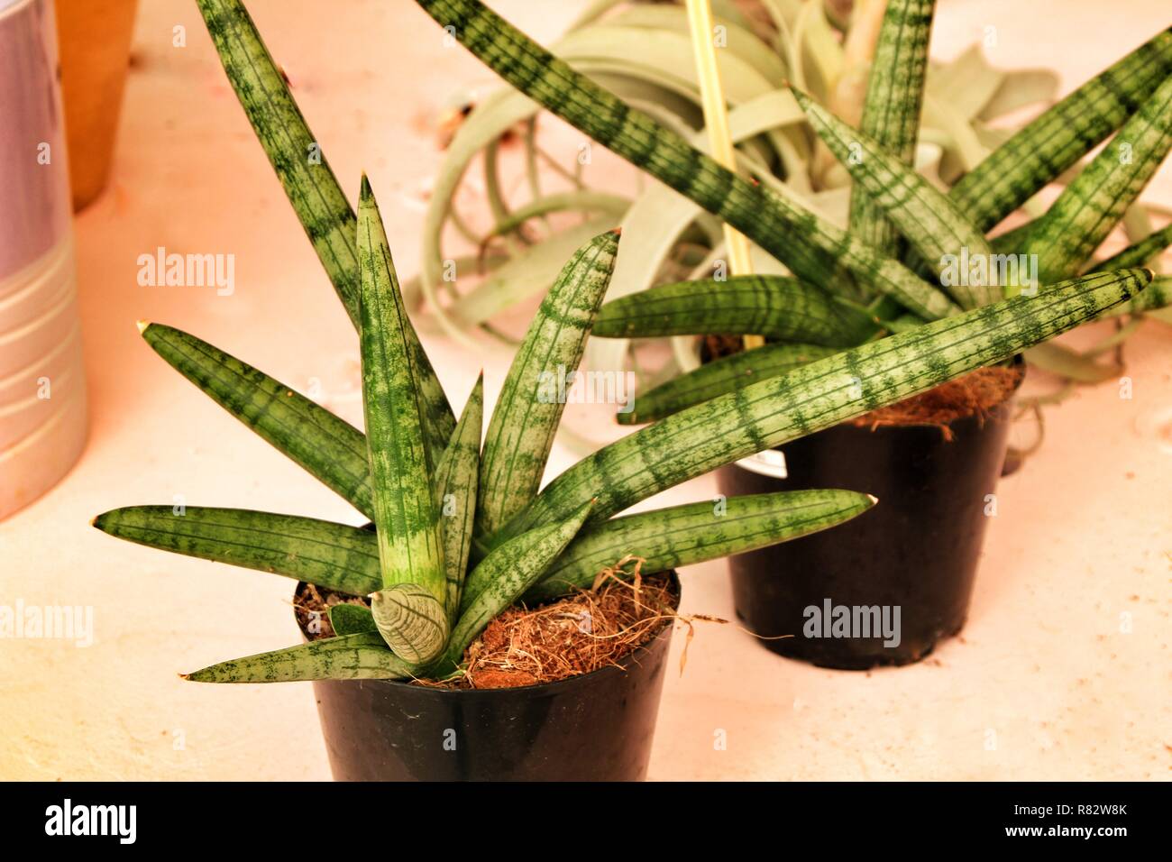 Beautiful Sansevieria Cylindrica plants in pots Stock Photo