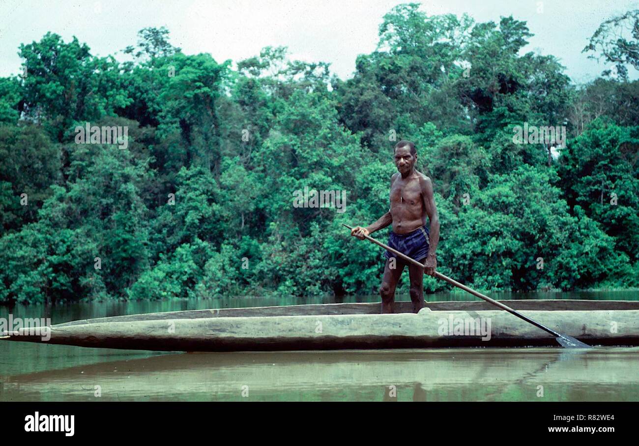 An Asmat boat man paddles through the remote swamps on the southern side of  West Papua/ Irian Jaya an area that is recognised as one of the remote in the world. Currently this region is under threat from a World Bank project  that is currently moving in thousands of people from the  densley populated  central islands of Indonesia  to  outlying  regions.  This ultimatley involves the  destruction of raninforest and the forced removal of tribal peoples...like the Asmat. Stock Photo