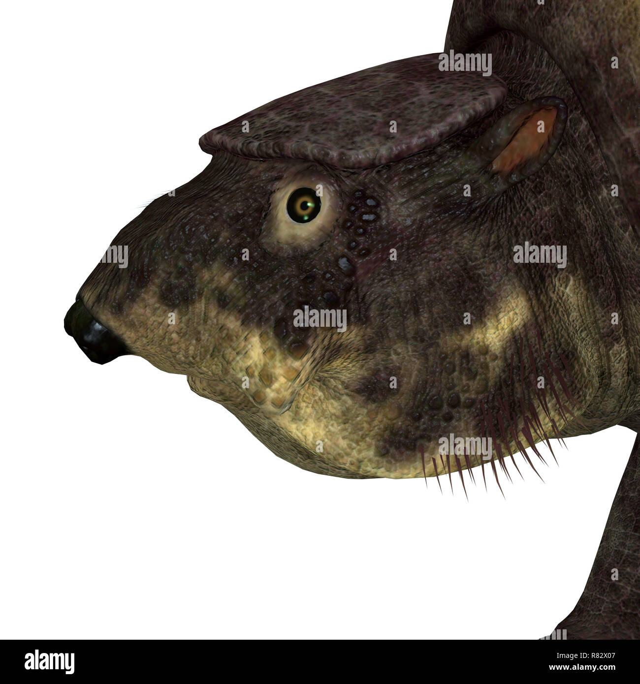 Glyptodont Mammal Head - Glyptodont was a herbivorous mammal that lived in North America during the Pleistocene Period. Stock Photo