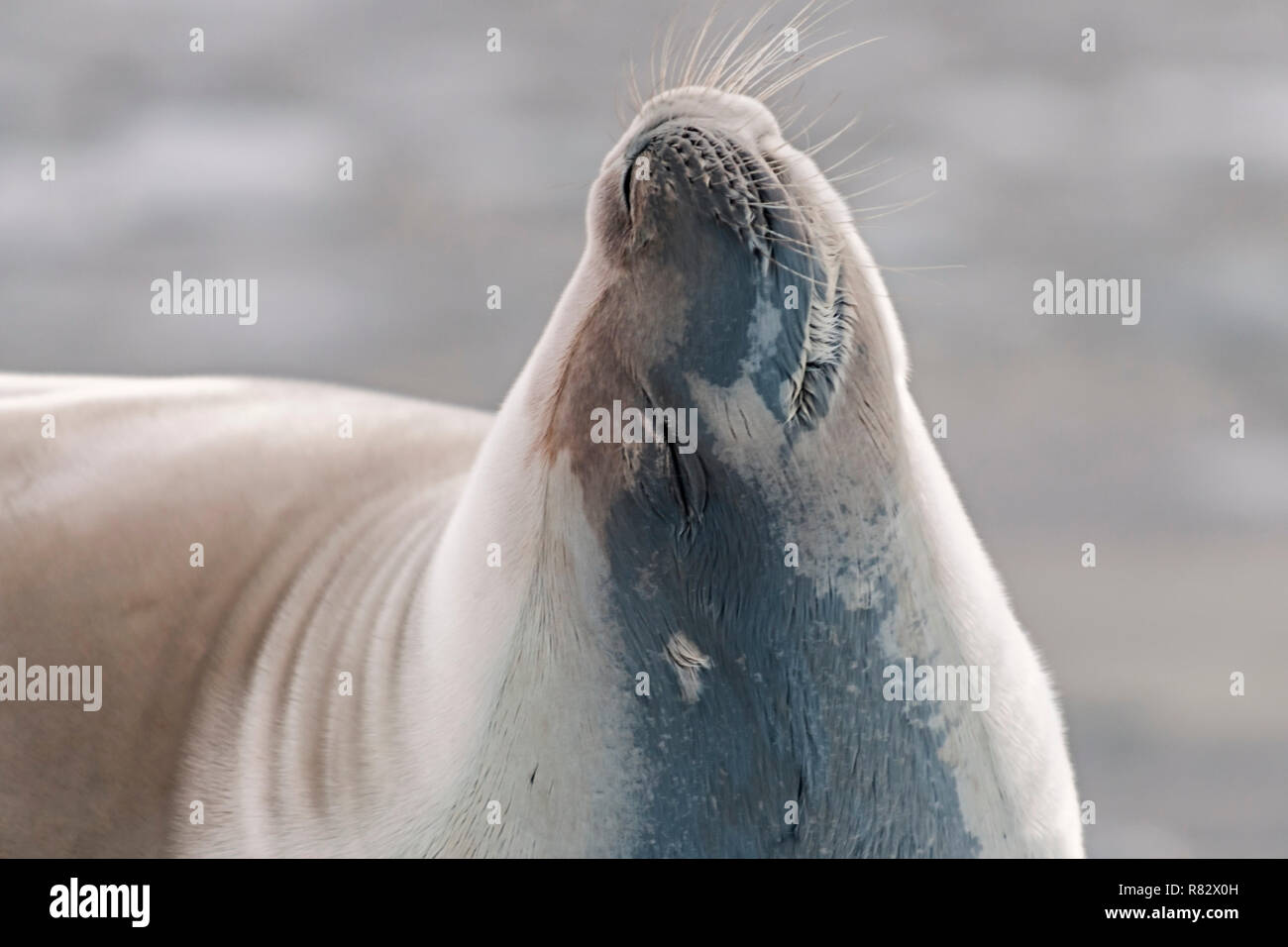 crabeater seal portrait detaille island antarctic peninsula antarctica Stock Photo