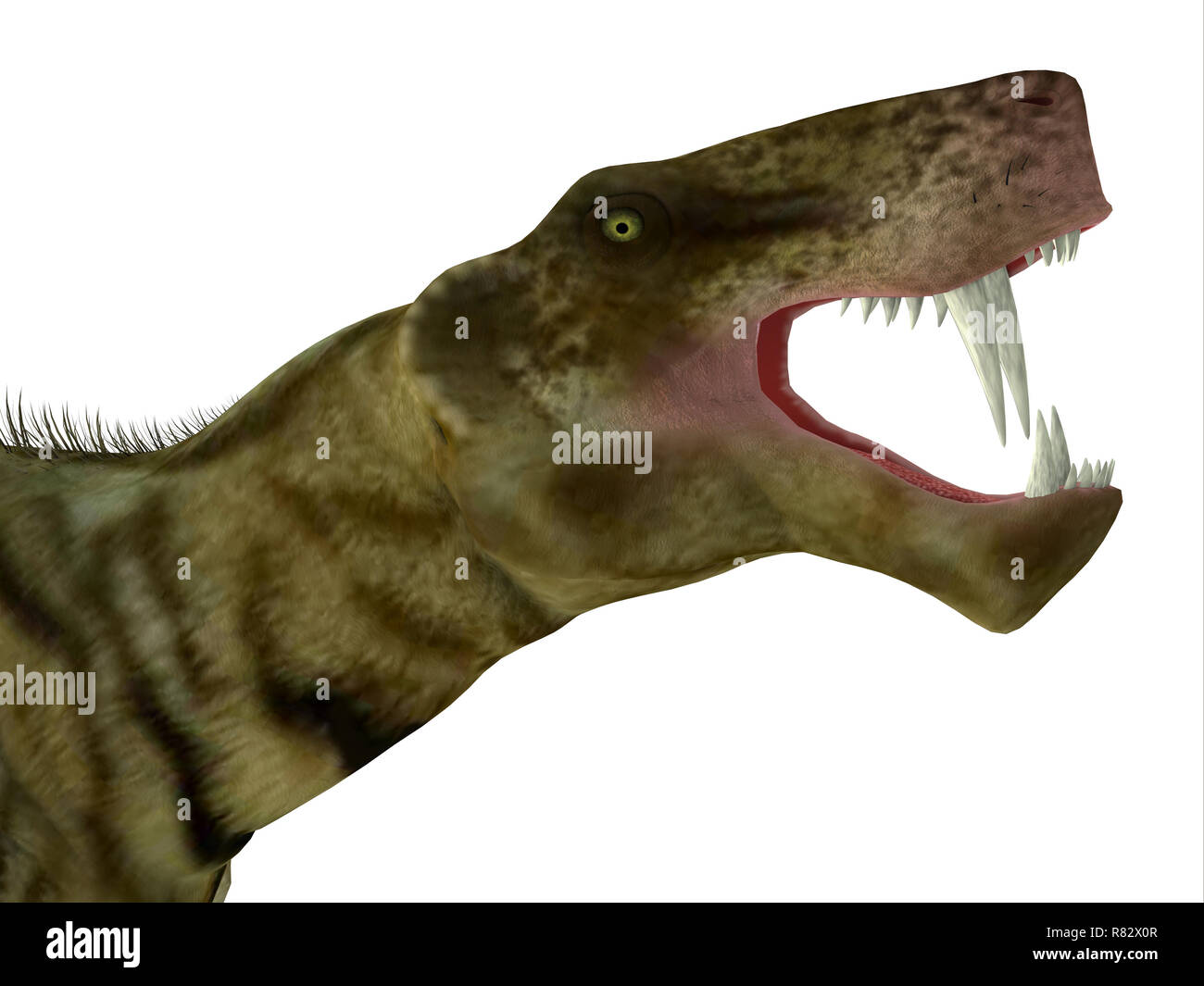 Inostrancevia Dinosaur Head - Inostrancevia was a carnivorous cat-like dinosaur that lived in Russia during the Permian Period. Stock Photo