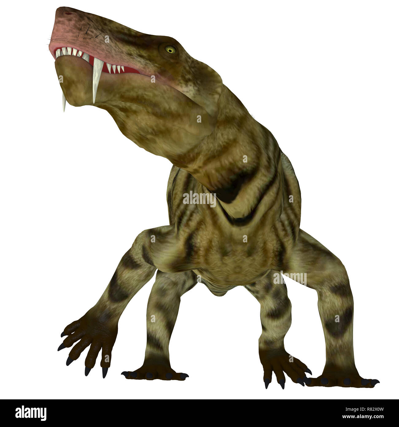 Inostrancevia Dinosaur on White - Inostrancevia was a carnivorous cat-like dinosaur that lived in Russia during the Permian Period. Stock Photo