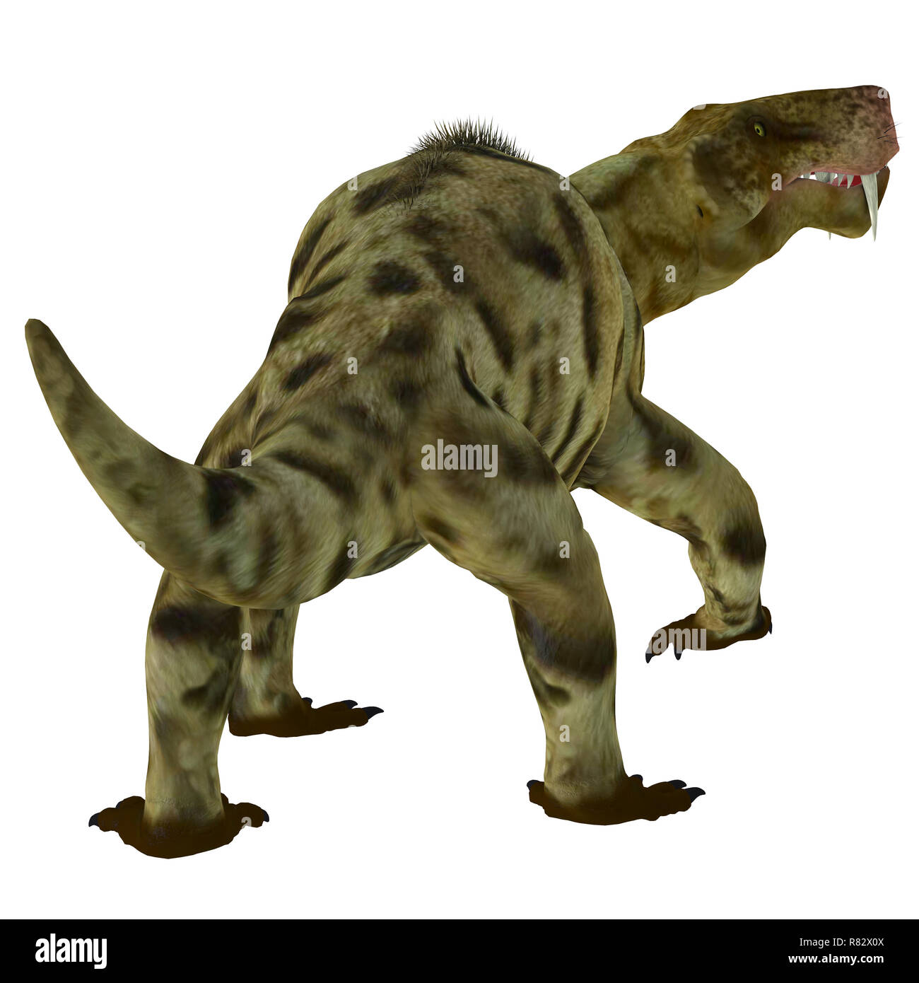 Inostrancevia Dinosaur Tail - Inostrancevia was a carnivorous cat-like dinosaur that lived in Russia during the Permian Period. Stock Photo