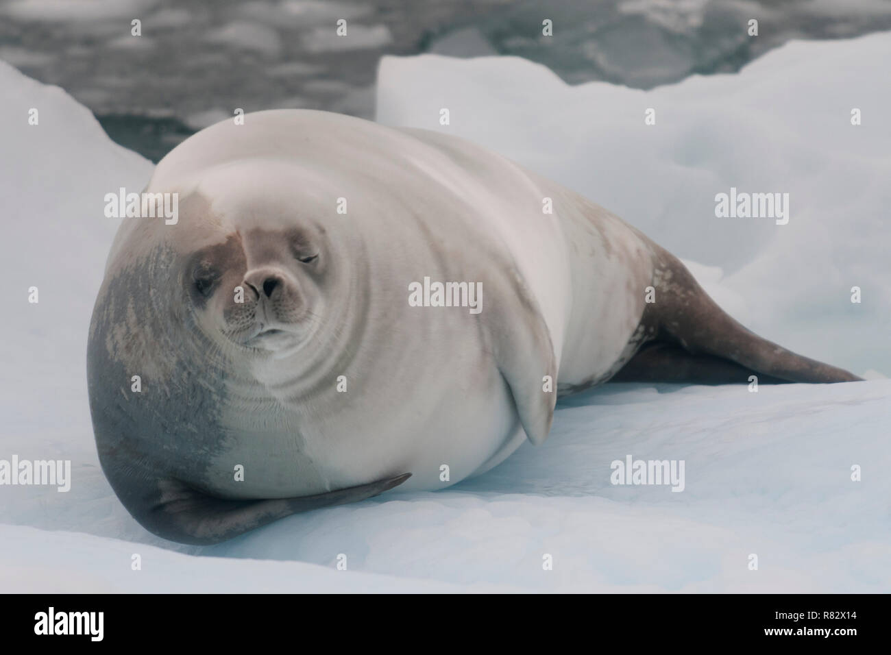 crabeater seal portrait  lying on stomach detaille island antarctic peninsula antarctica Stock Photo