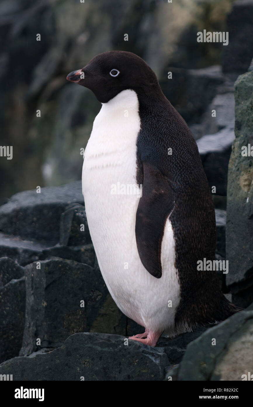 adelie penguin standing on rocks detaille island antarctic peninsula antarctica Stock Photo