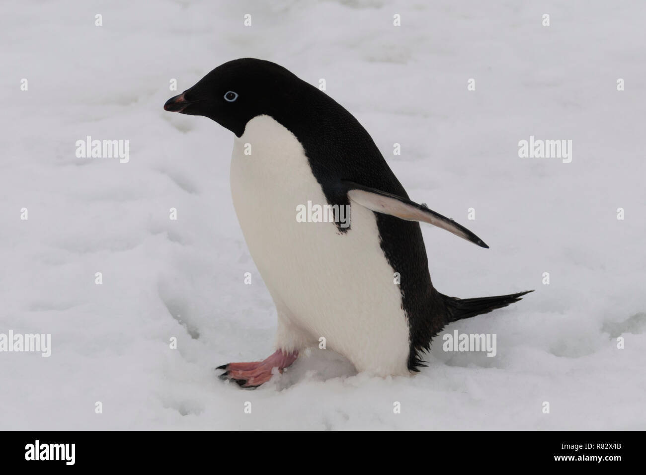 adelie penguin walking in snow detaille island antarctic peninsula antarctica Stock Photo