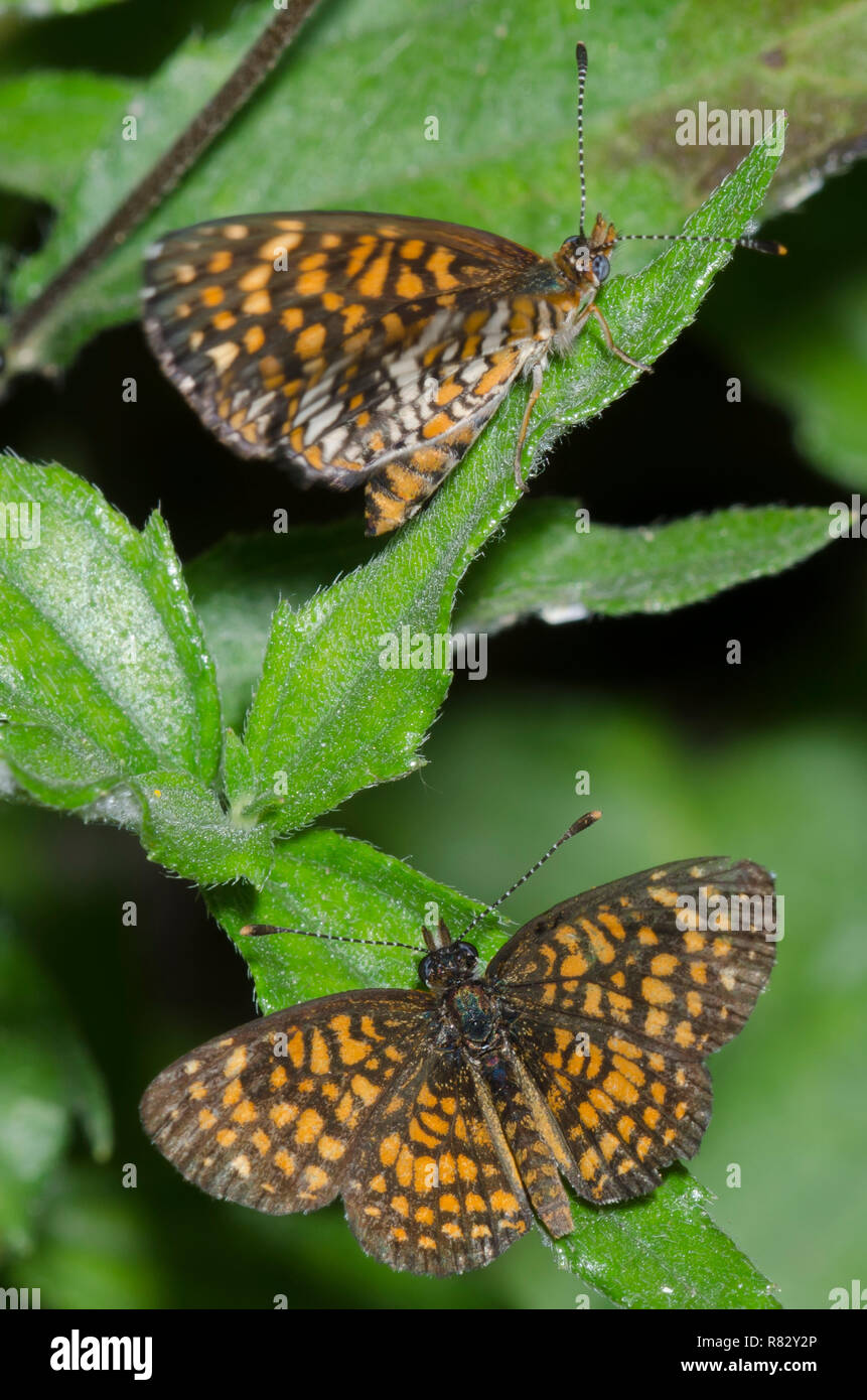Elada Checkerspots, Microtia elada, male courting female Stock Photo