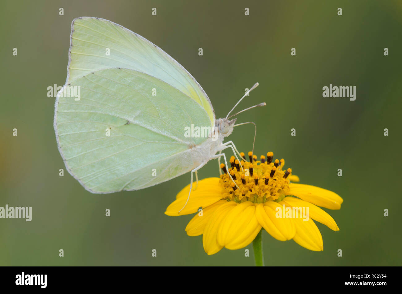 Lyside Sulphur, Kricogonia lyside, nectaring from SkeletonLeaf