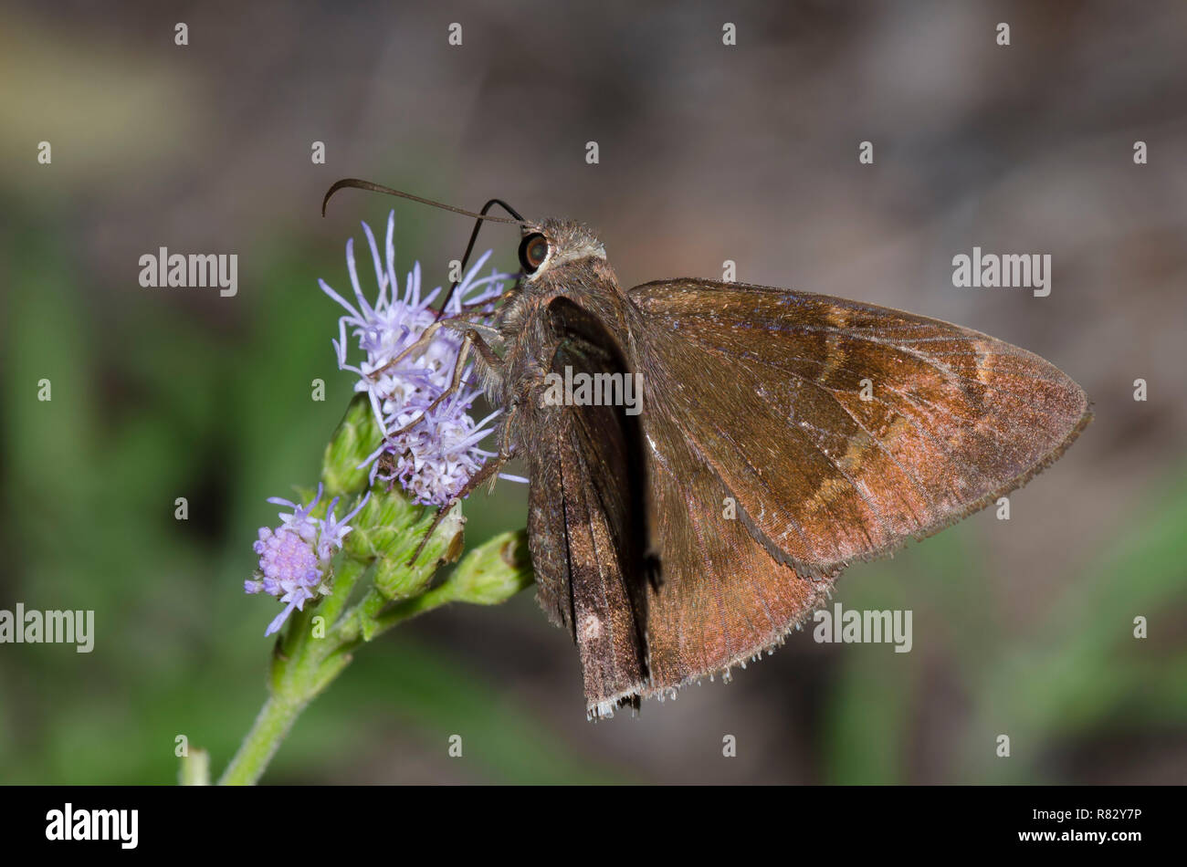 Coyote Cloudywing, Cecropterus coyote, on mist flower, Conoclinium sp. Stock Photo