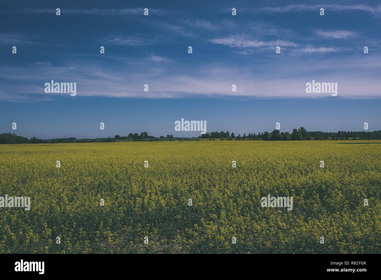 Rapeseed field vintage retro hi-res stock photography and images - Alamy