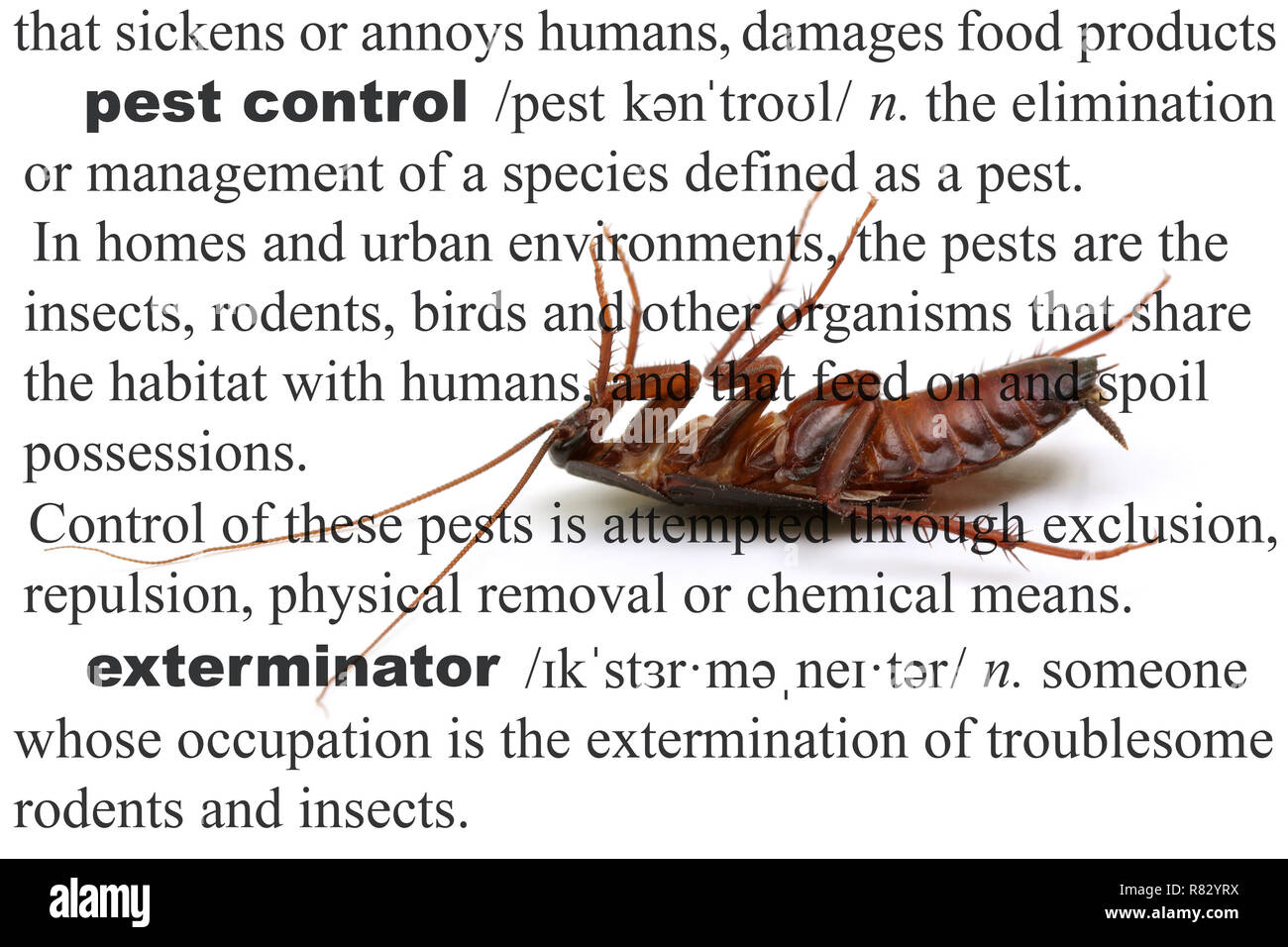 Close up shot of a dead cockroach on its back and text definitions of Pest Control and Exterminator. Stock Photo