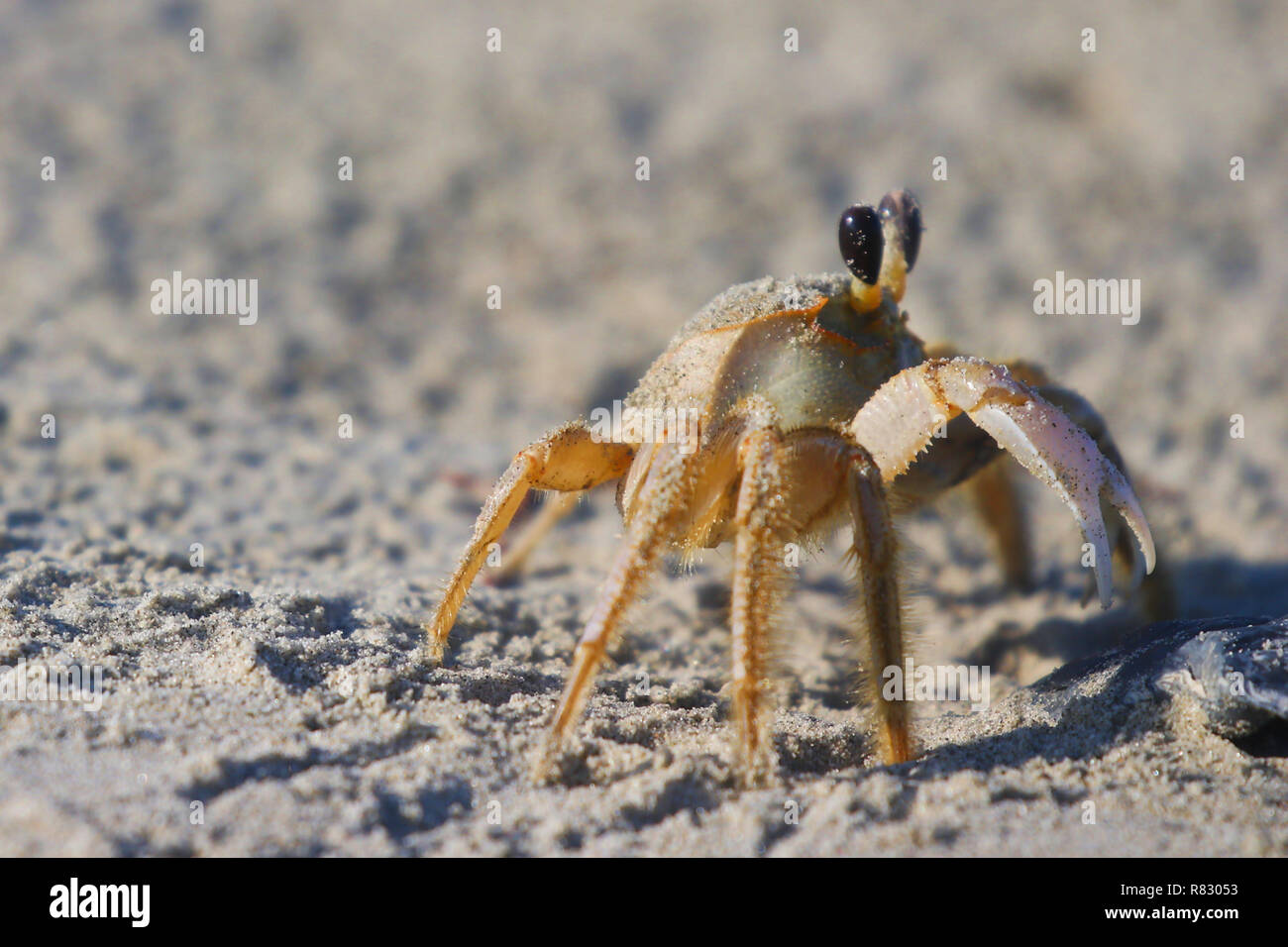 Crab Walking on the beach on a sunny day at Bulls Island South Carolina in October Stock Photo