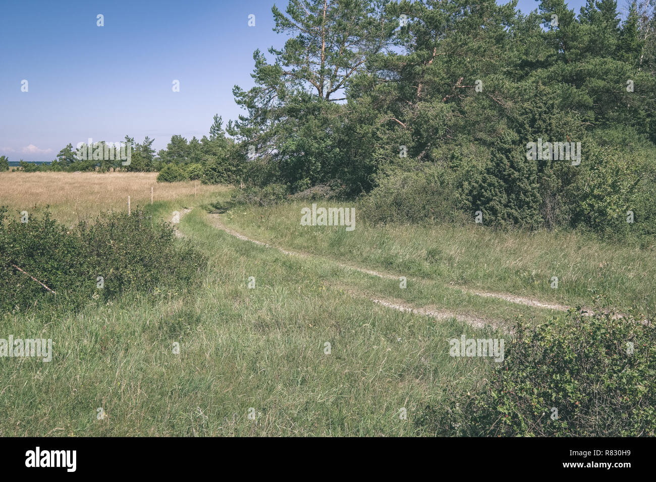 sunny meadow with different flowers in summer day with clear weather ...