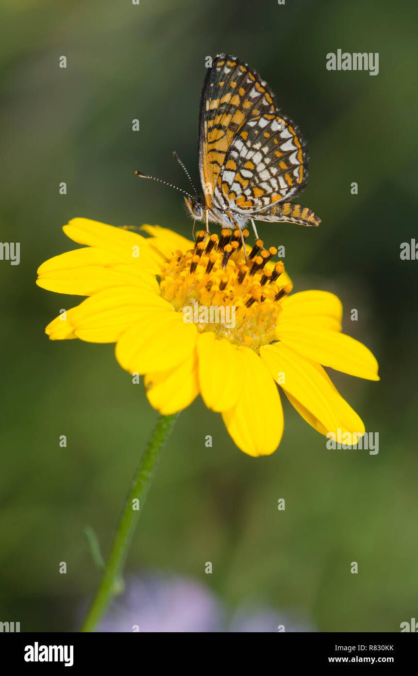 Elada Checkerspot, Microtia elada, nectaring from SkeletonLeaf