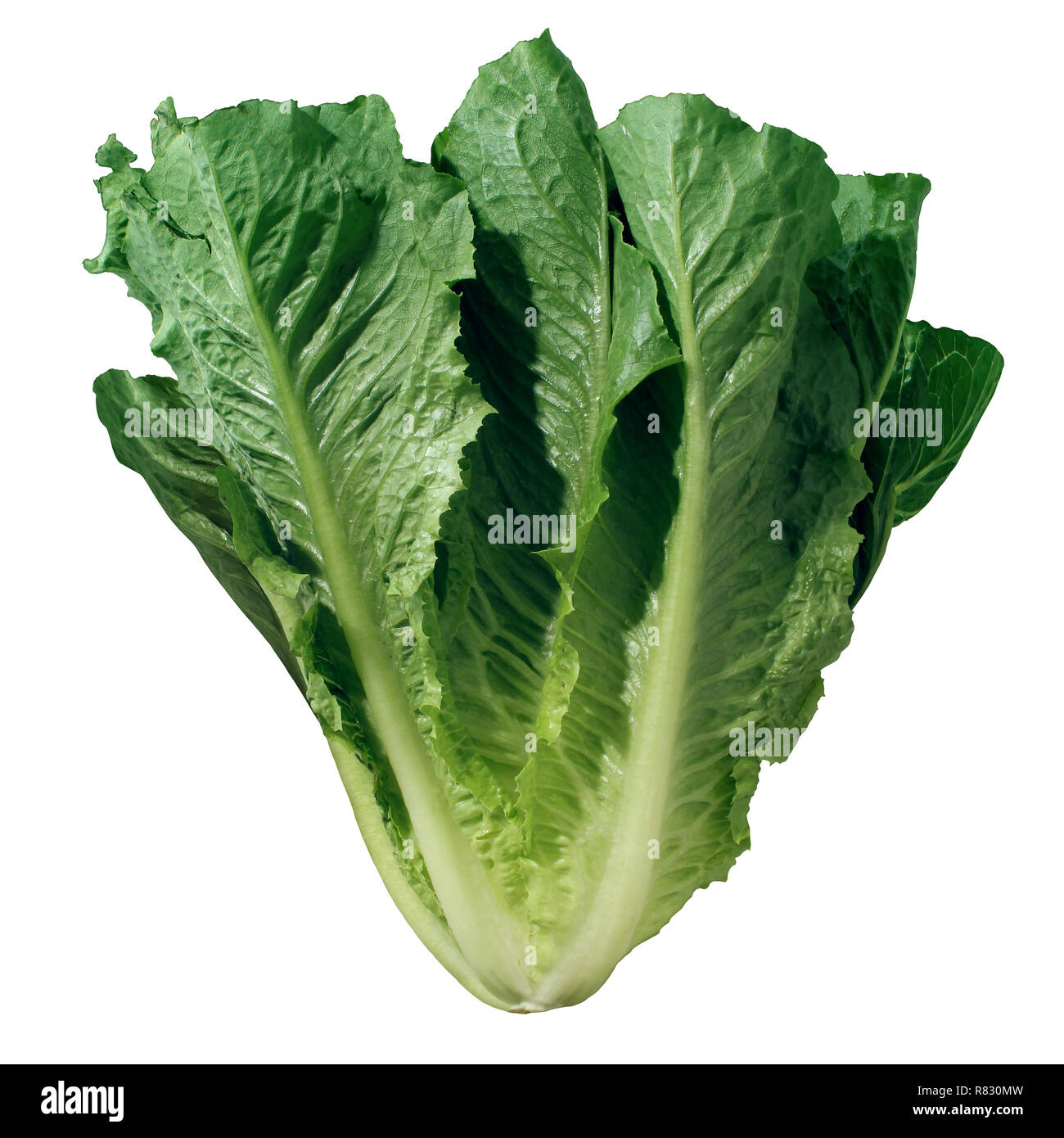 Romaine lettuce isolated on white background as a fresh green leafy salad vegetable. Stock Photo