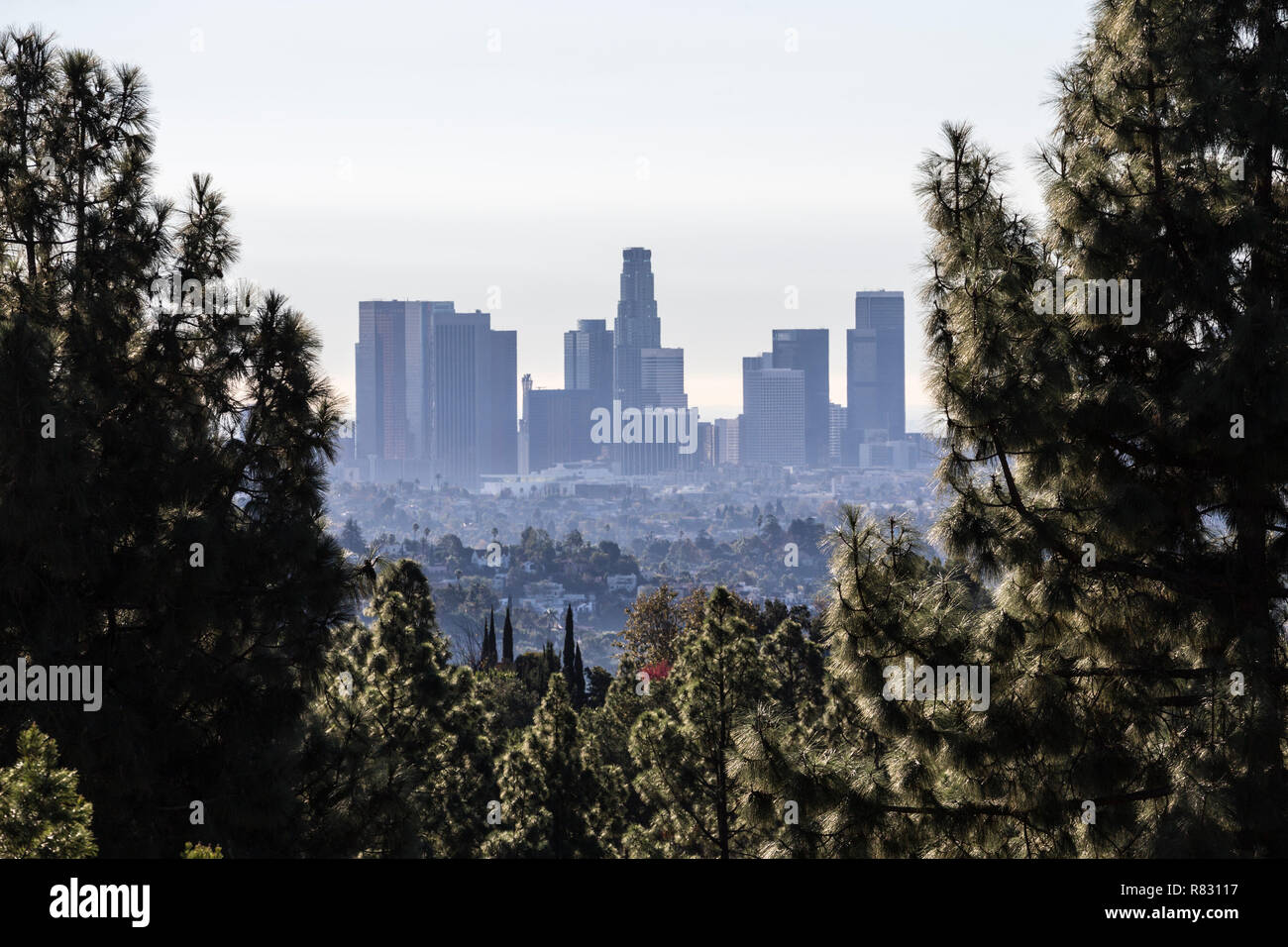 Skyline morning view of downtown Los Angeles through pine forest in popular Griffith Park near Hollywood, California. Stock Photo