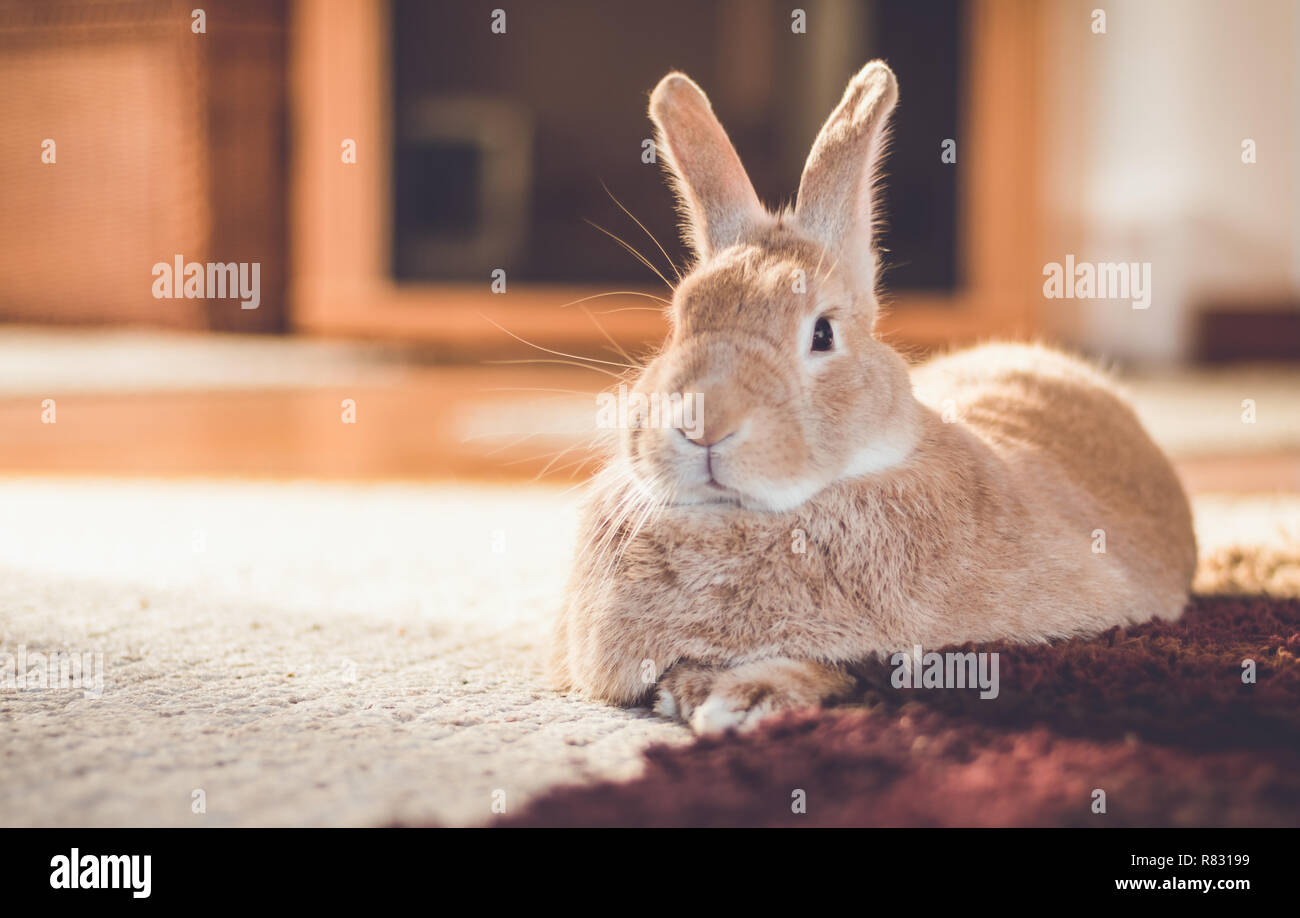 Rufus bunny rabbit relaxes next to shag carpet in warm tones, vintage setting Stock Photo Alamy
