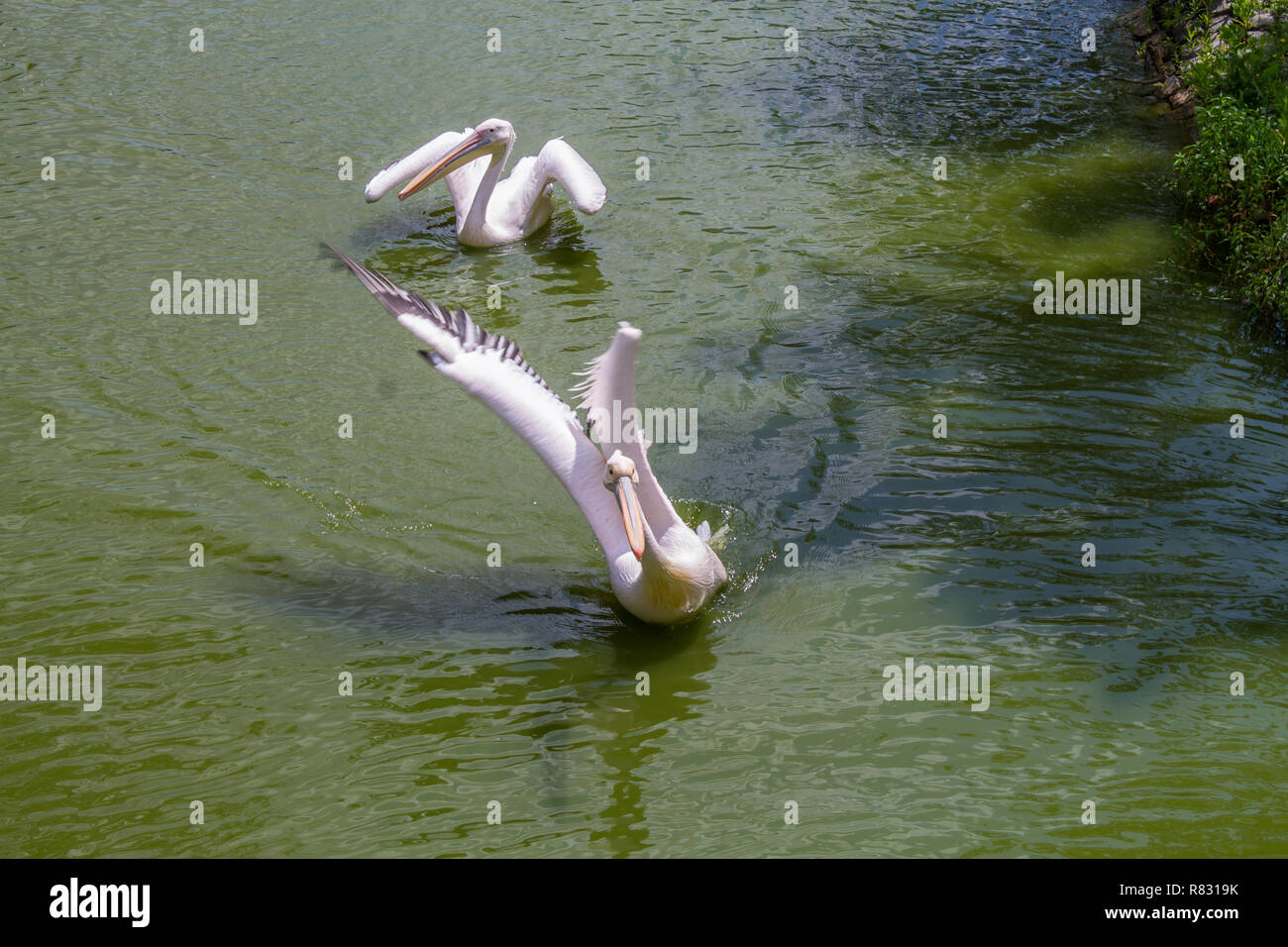 Two white pelicans swimming Stock Photo