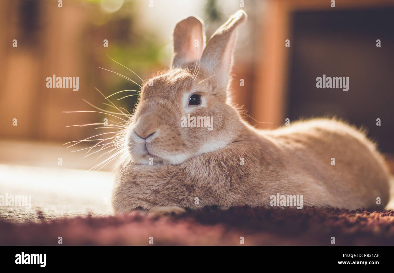 Rufus bunny rabbit relaxes next to shag carpet in warm tones, vintage