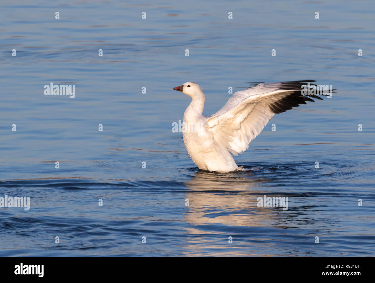 Alone Ross's goose (or hybrid of Ross's and Snow goose) is spreading