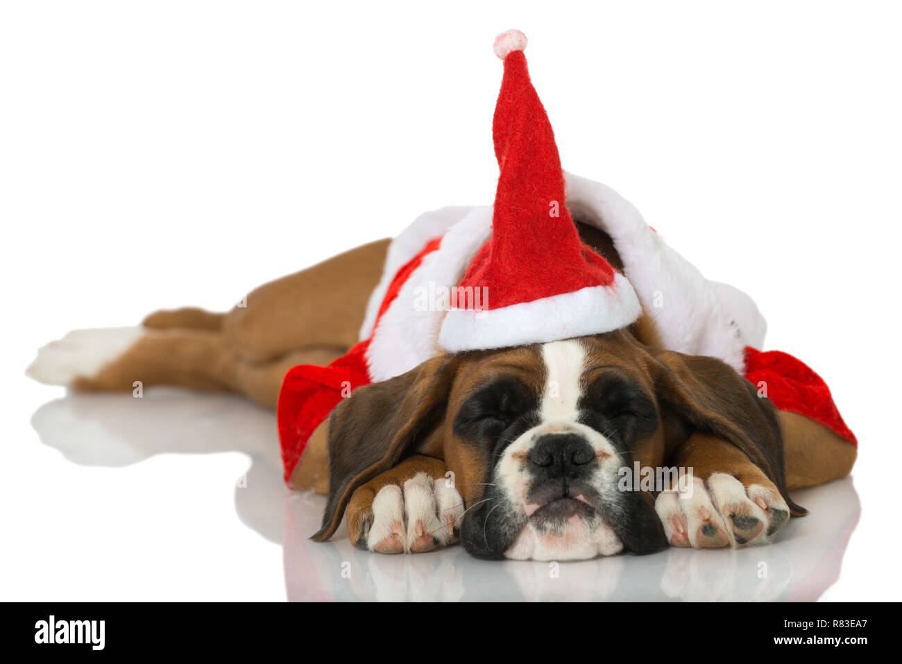 Christmas puppy isolated on white Stock Photo