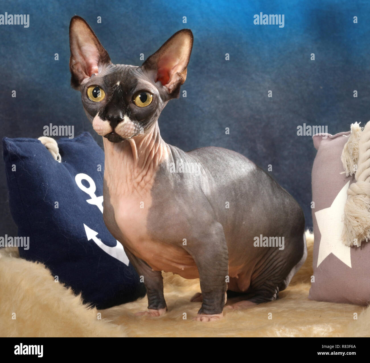 sphinx cat, bambino, a cat with short legs, sitting on a pillow Stock Photo