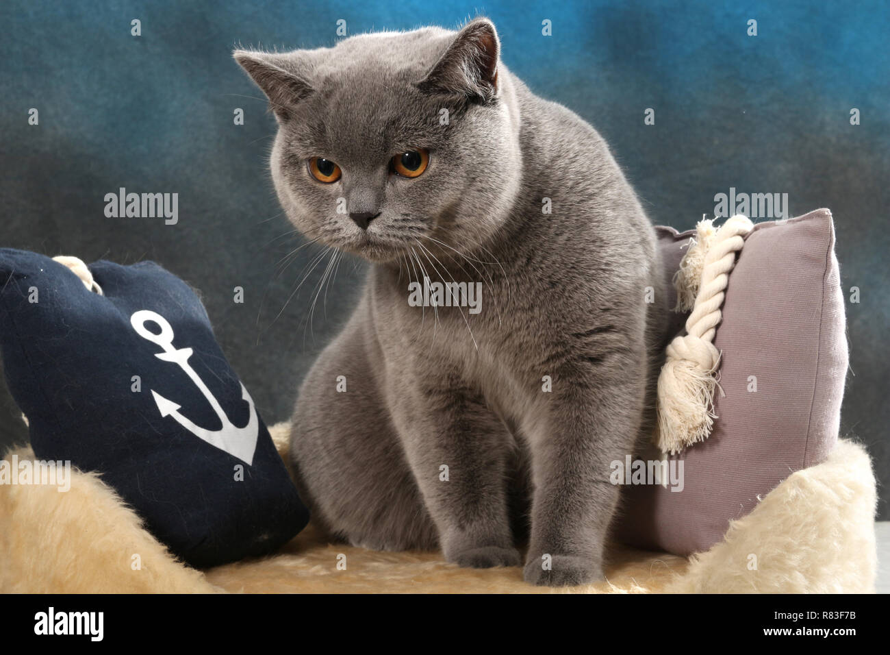 british shorthair cat, blue, sitting between pillows Stock Photo