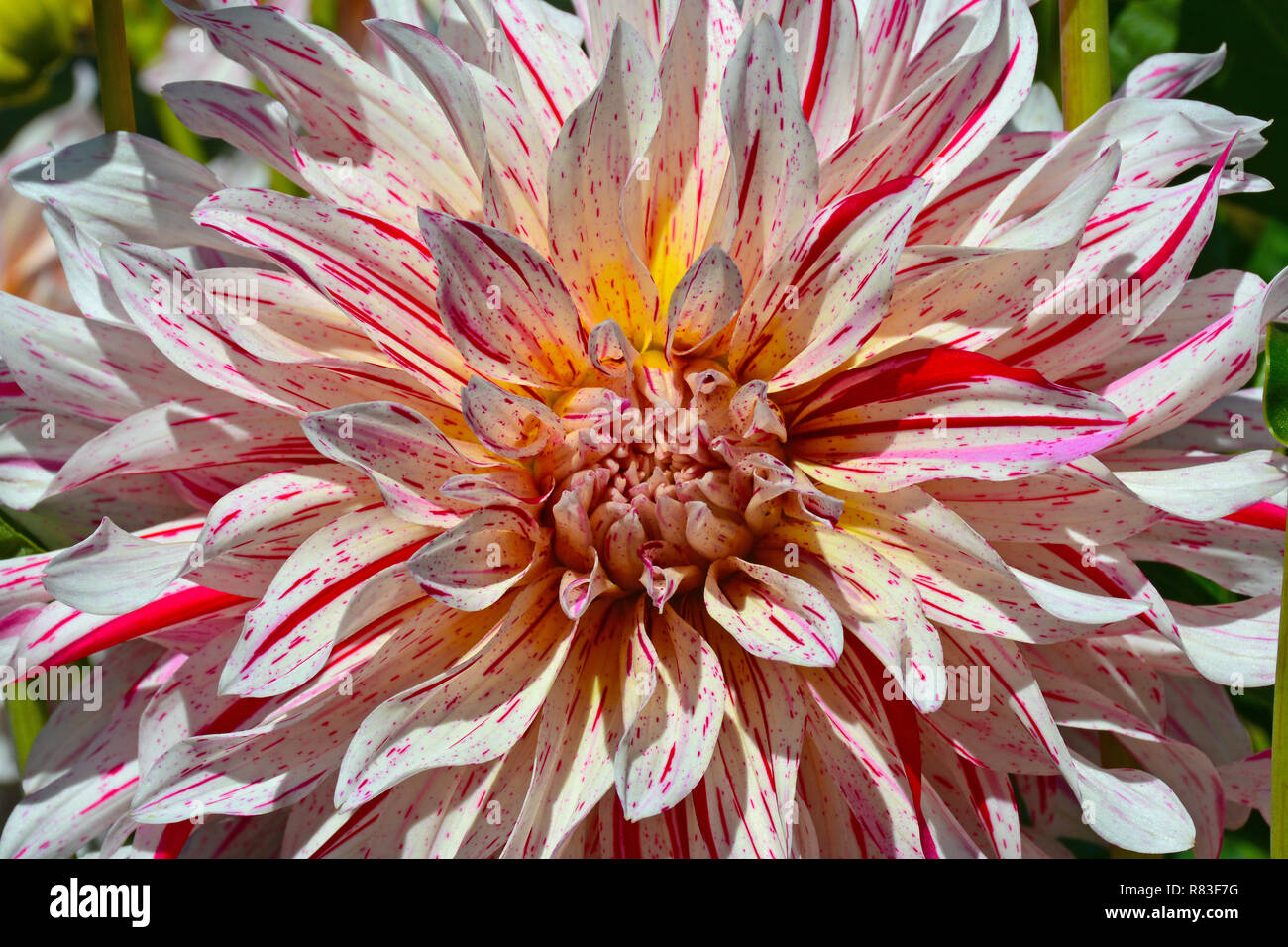 Pink white striped dahlia hi-res stock photography and images - Alamy