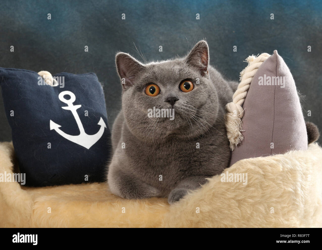 british shorthair cat, blue, lying between pillows Stock Photo