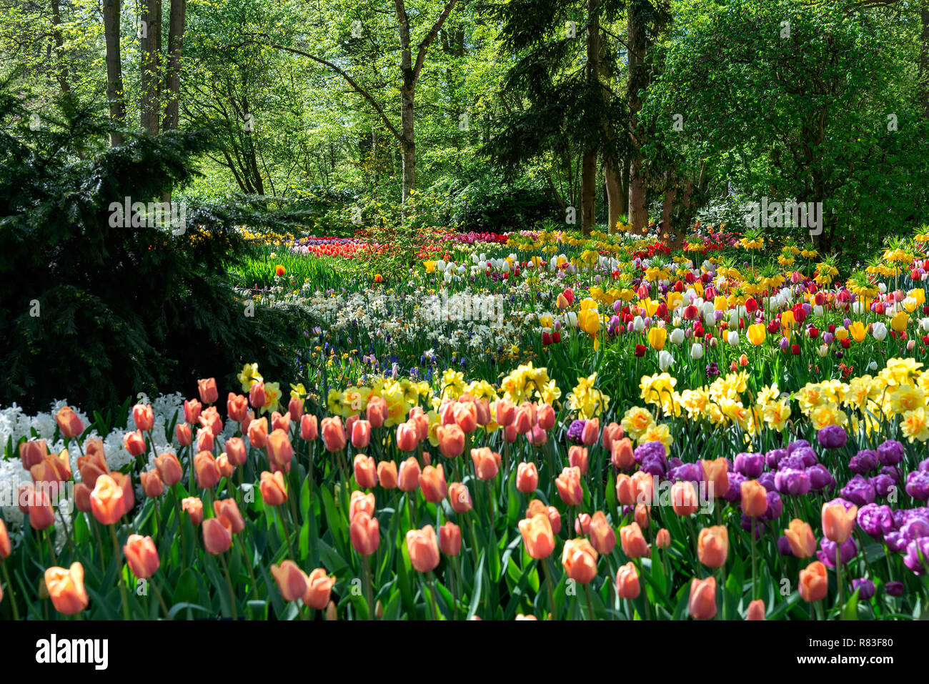 display of spring flowering bulbs at the world's largest bulb flower