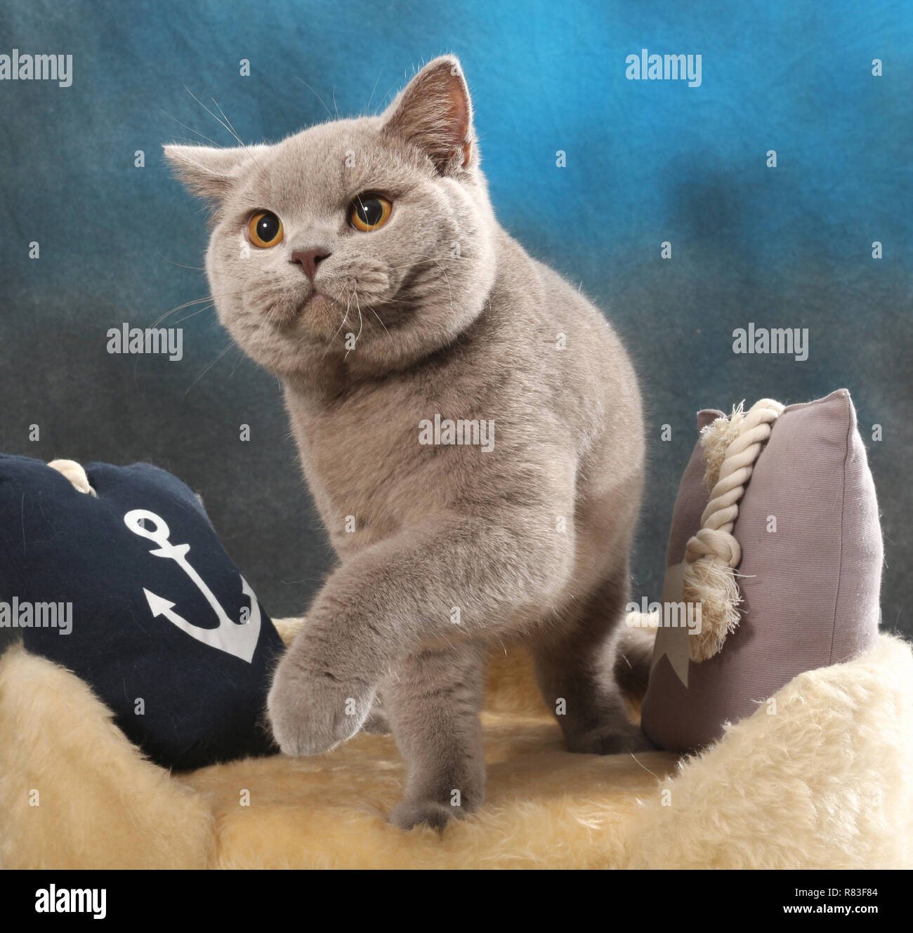 british shorthair cat, lilac, sitting between pillows Stock Photo