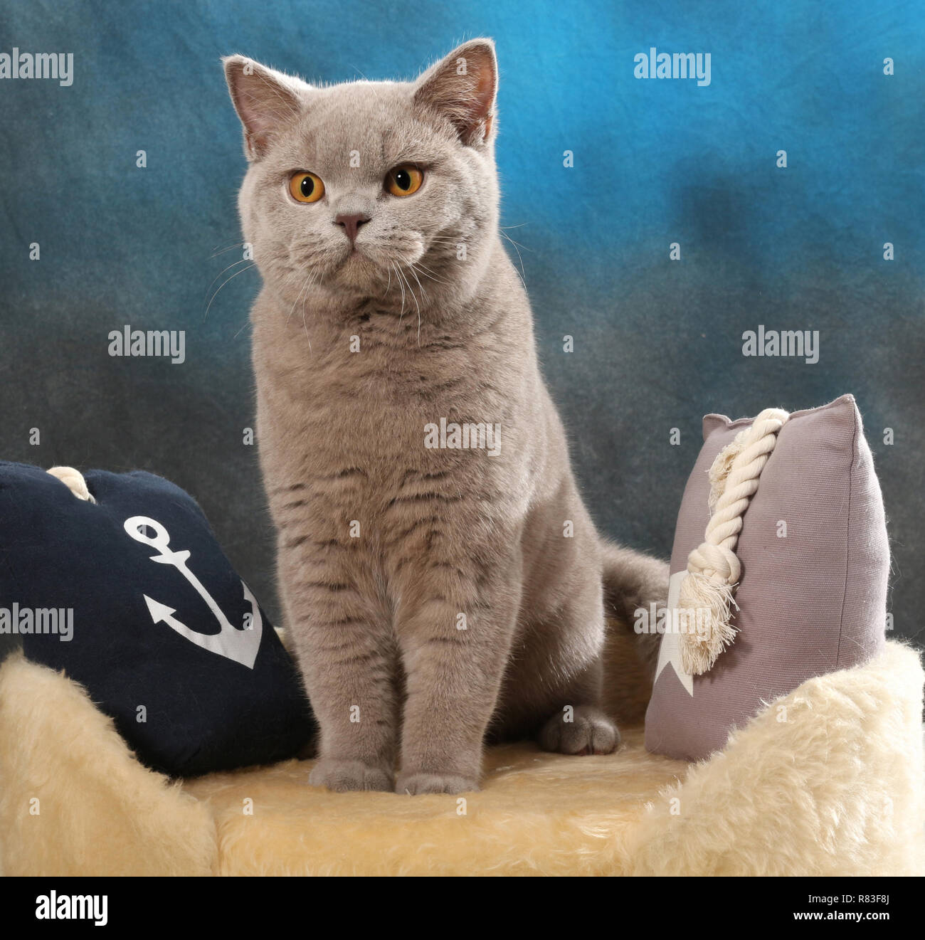 british shorthair cat, lilac, sitting between pillows Stock Photo