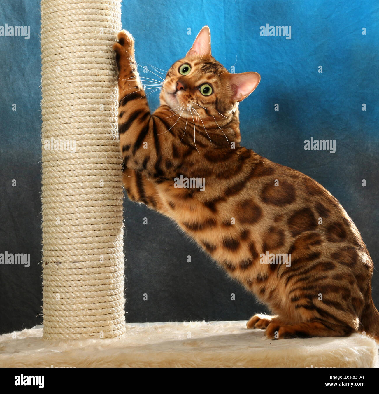 bengal cat scratching at sisal Stock Photo