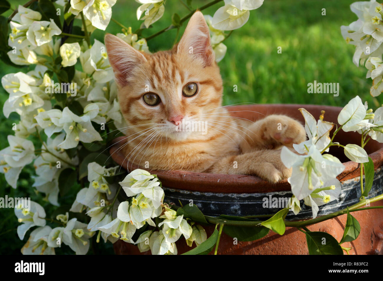 young ginger cat, 3 month old, lying in a flower pot with white bougainvillea Stock Photo