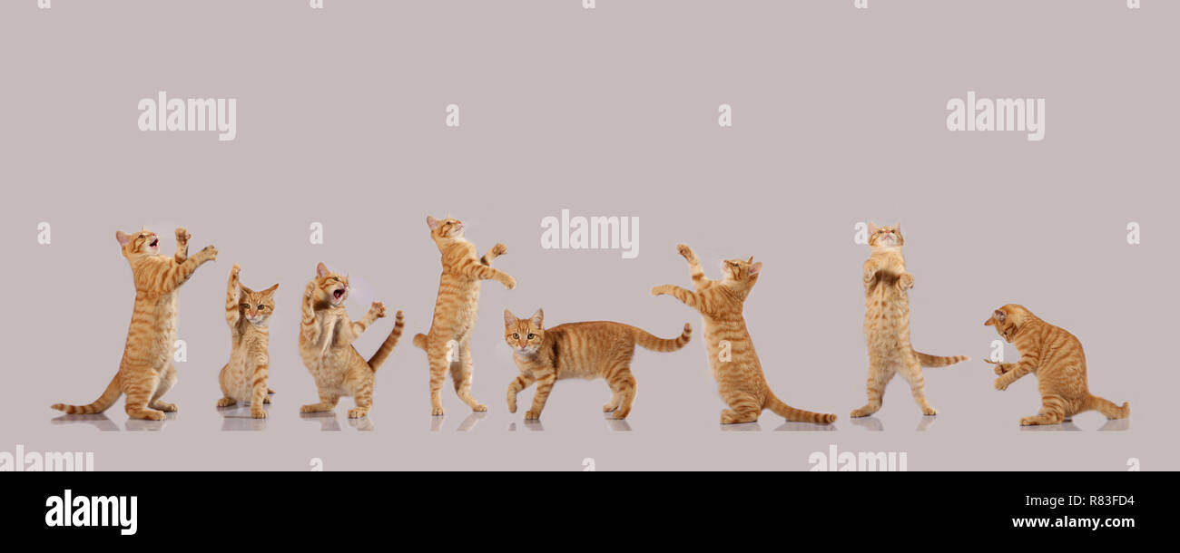 young ginger cat, 3 month old, in 8 different moves Stock Photo