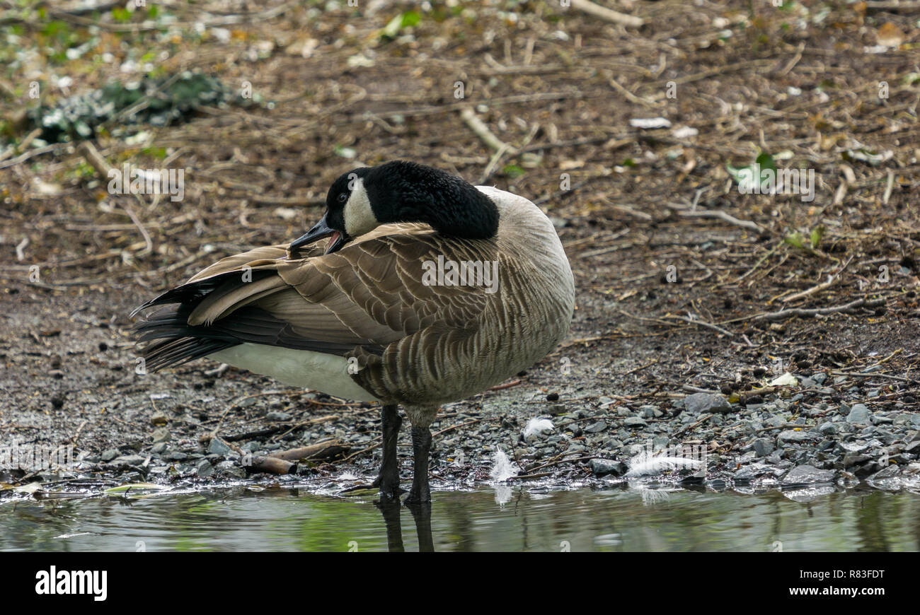 Close-up of a Canada goose (Branta canadensis) at the Lake. Stock Photo