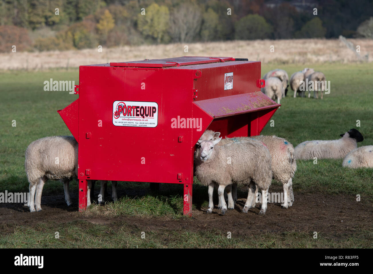 Fattening Lambs Eating From A Creep Feeder North Yorkshire Uk