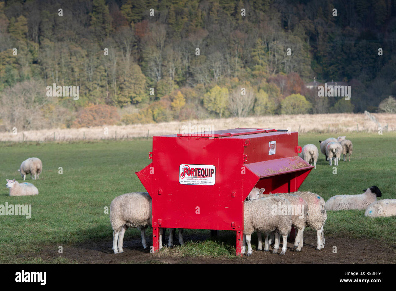 Fattening Lambs Eating From A Creep Feeder North Yorkshire Uk