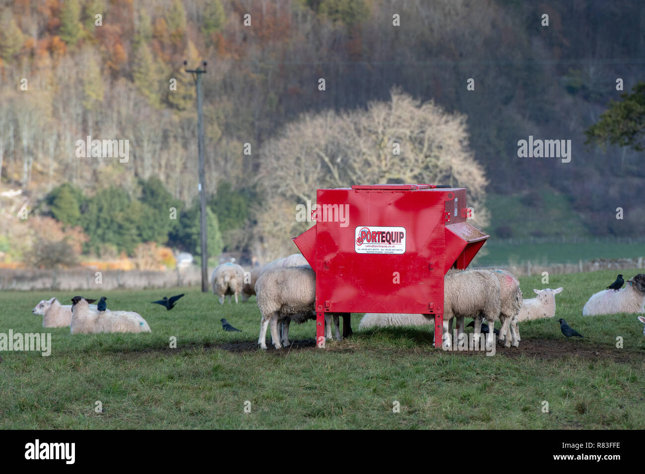 Fattening Lambs Eating From A Creep Feeder North Yorkshire Uk