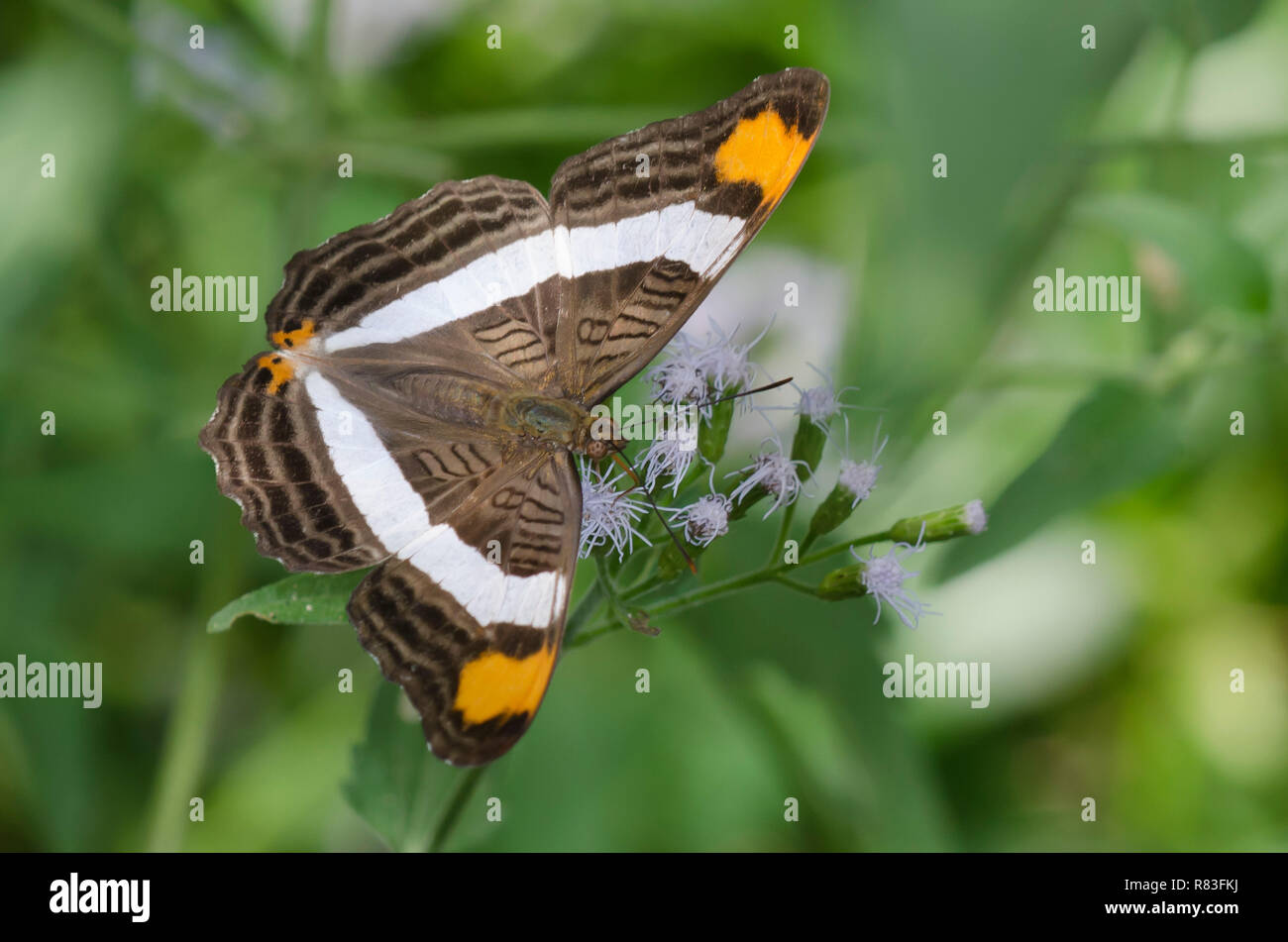 Band-celled Sister, Adelpha fessonia, on mist flower, Conoclinium sp. Stock Photo