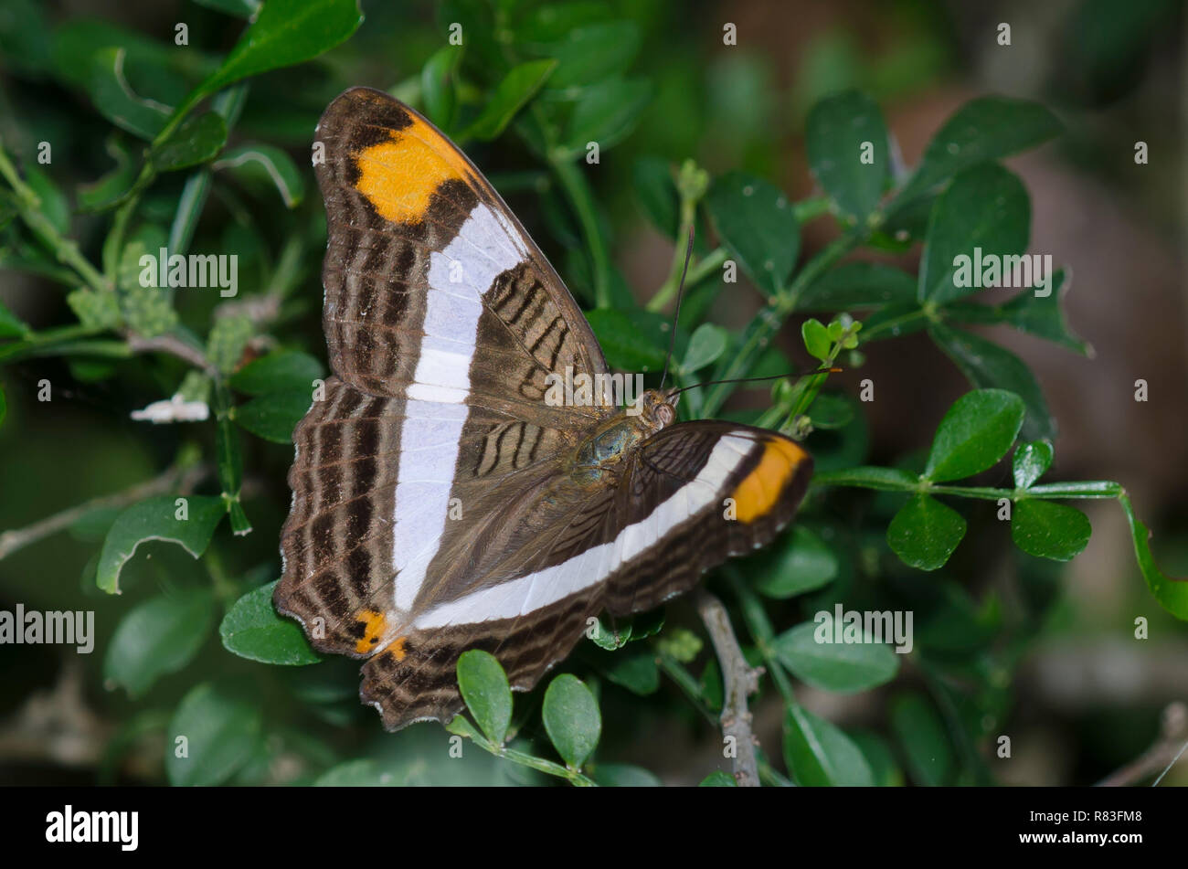 Band-celled Sister, Adelpha fessonia Stock Photo