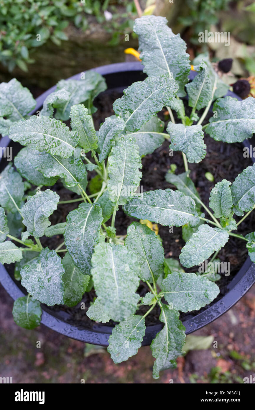 Kale growing in a pot in Winter. Stock Photo